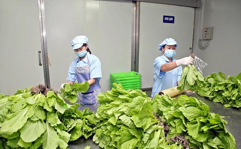 Thu hoạch rau củ quả, phân loại, đóng gói nông sản trong thời điểm thu hoạch đồng loạt.