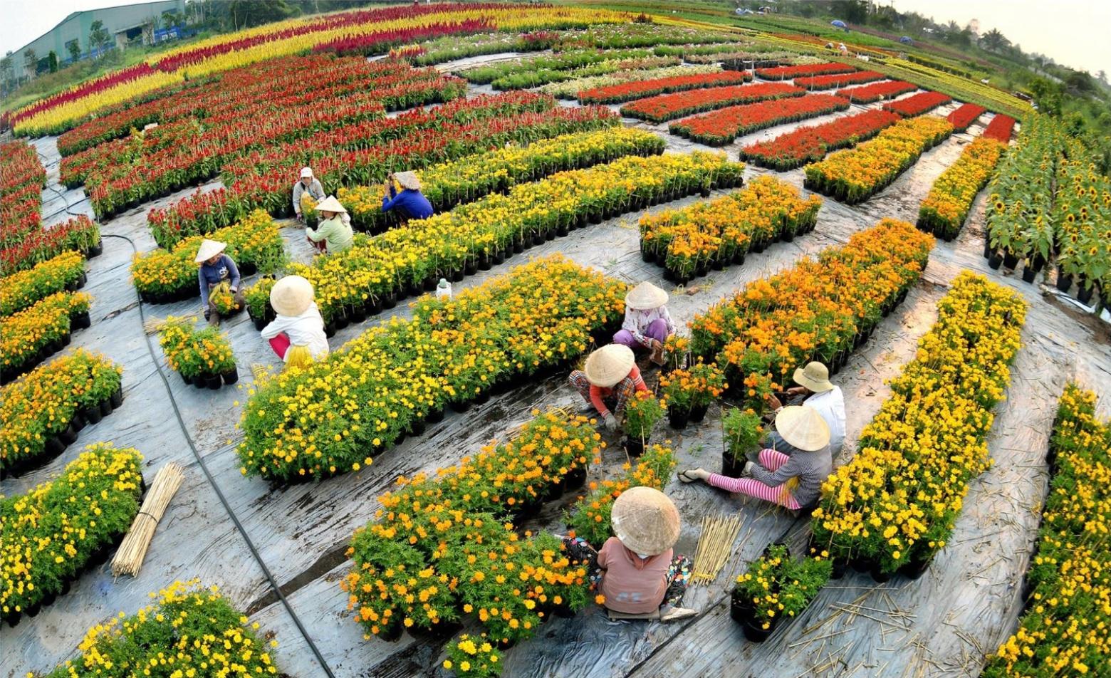 Đồng Tháp có nền kinh tế nông nghiệp phát triển