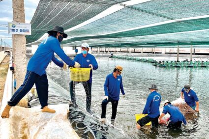cung ung lao dong ca mau